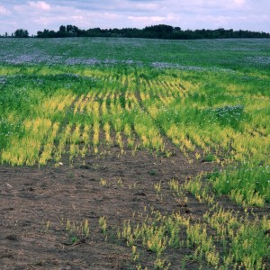9-1 - flax chlorosis general view