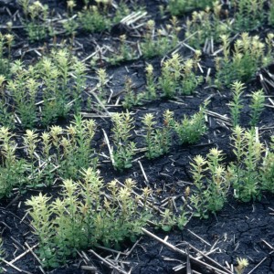 9-2 - flax chlorosis