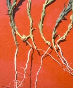 9-3 - flax Heat and frost Canker