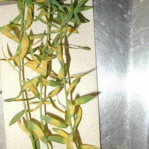 Photo 1, flax rust