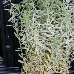 Photo 10, powdery mildew on flax