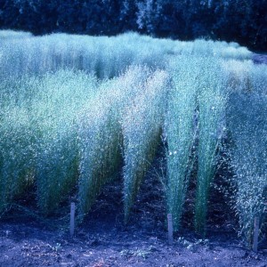 Photo 11, Severe powdery mildew in flax field