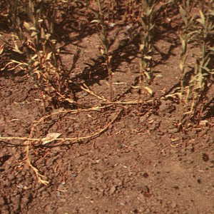 Photo 12, flax browning and stem break
