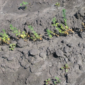 Photo 13, flax seedling blight