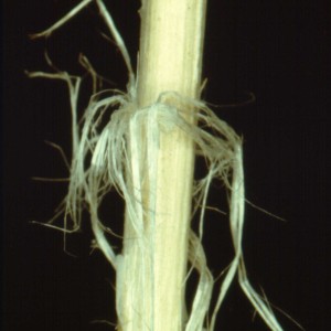 Photo 14, sclerotinia stem shredding