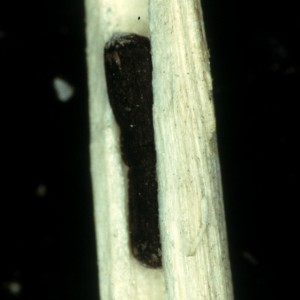 Photo 15, sclerotia of sclerotinia inside flax stem
