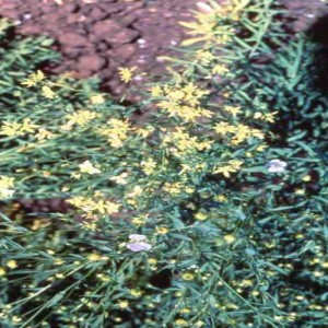 Photo 16, flax Aster Yellows stunting and malformed flowers