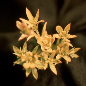 Photo 17, Flax Aster Yellows, petals turn to yellowish-green small leaves