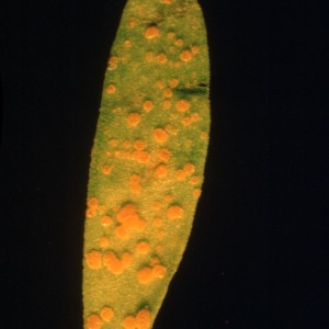 Photo 2, flax rust on leaf leaf