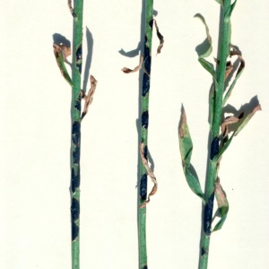 Photo 3, rust uredia and telia on flax stems