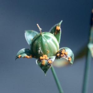 Photo 4, uredia and telia on flax boll