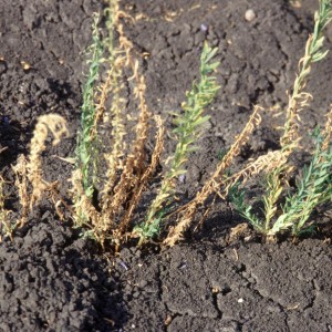 Photo 5, flax fusarium wilt at seedling stage