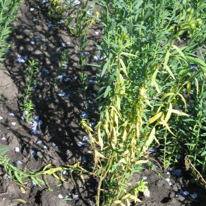 Photo 6, flax fusarium wilt at adult stage