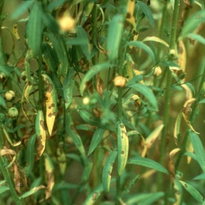 Photo 7, pasmo on flax leaves