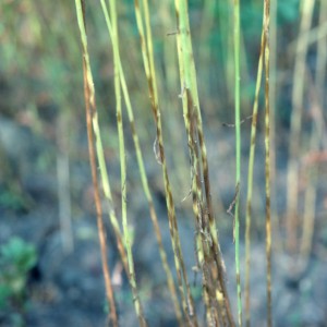 Photo 8, pasmo  brown banding on stems