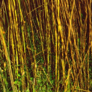 Photo 9, severe pasmo on flax stems