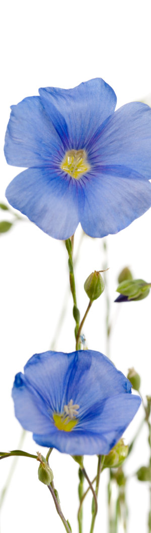 Beautiful flowers of flax isolated on white background