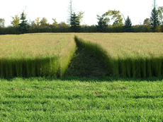 field_research