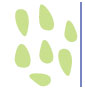 flax-img-seed