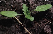 ragweed-fig2